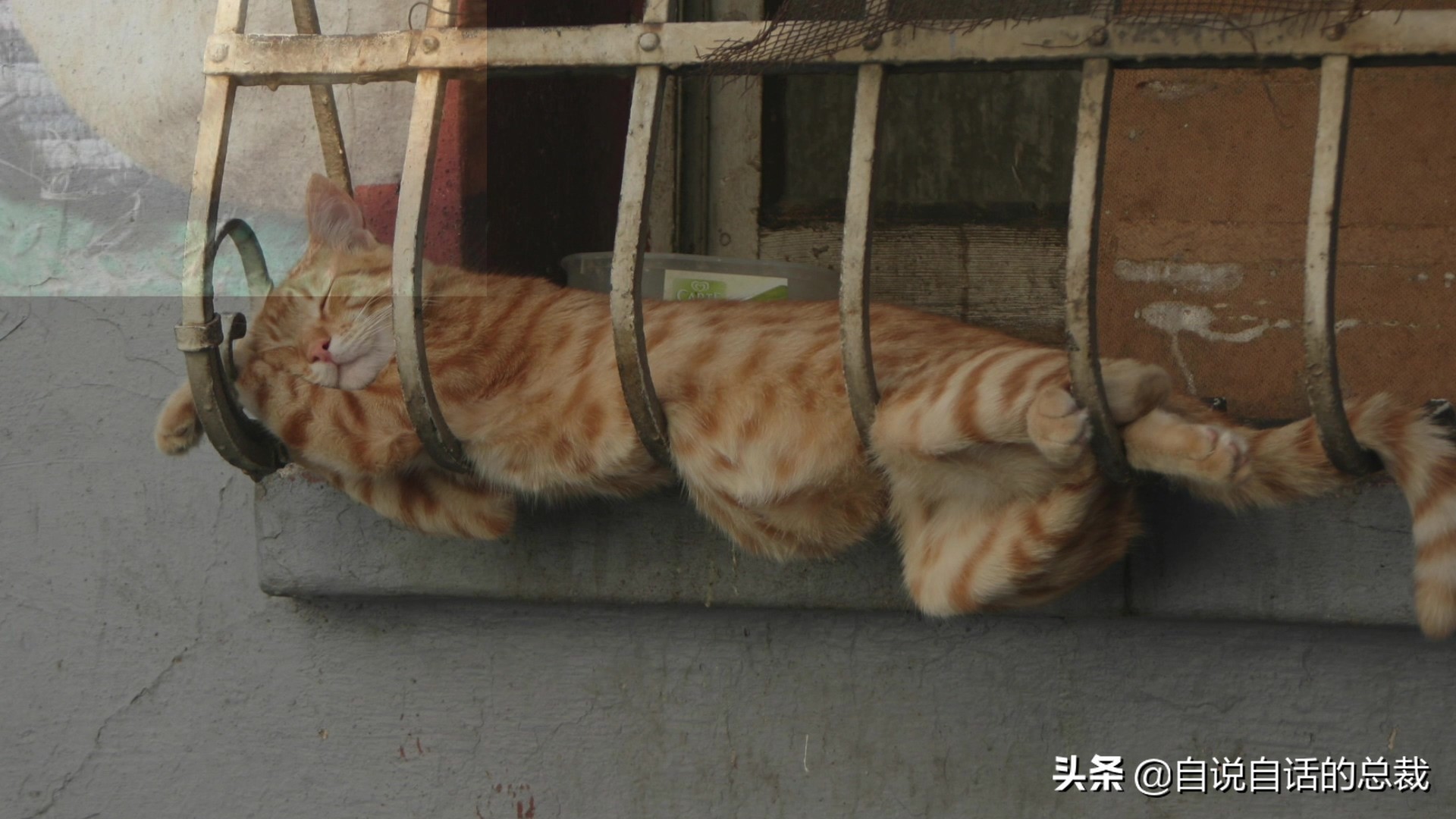 液体猫是真的吗,为什么都说猫咪是液体猫