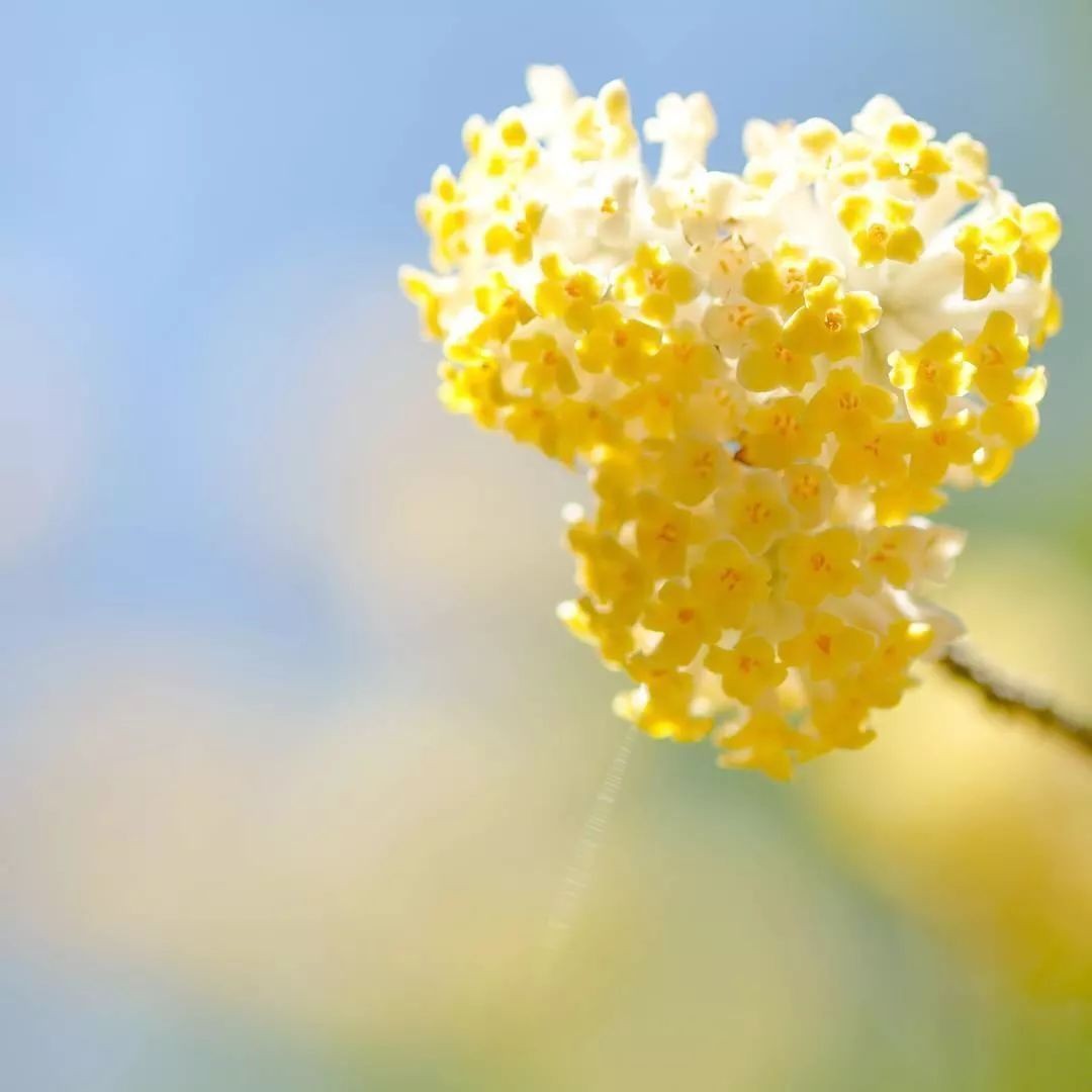 闀垮緱鍍忚冻鐞冧竴鏍风殑妞嶇墿,鍜岃冻鐞冩湁鍏崇殑妞嶇墿