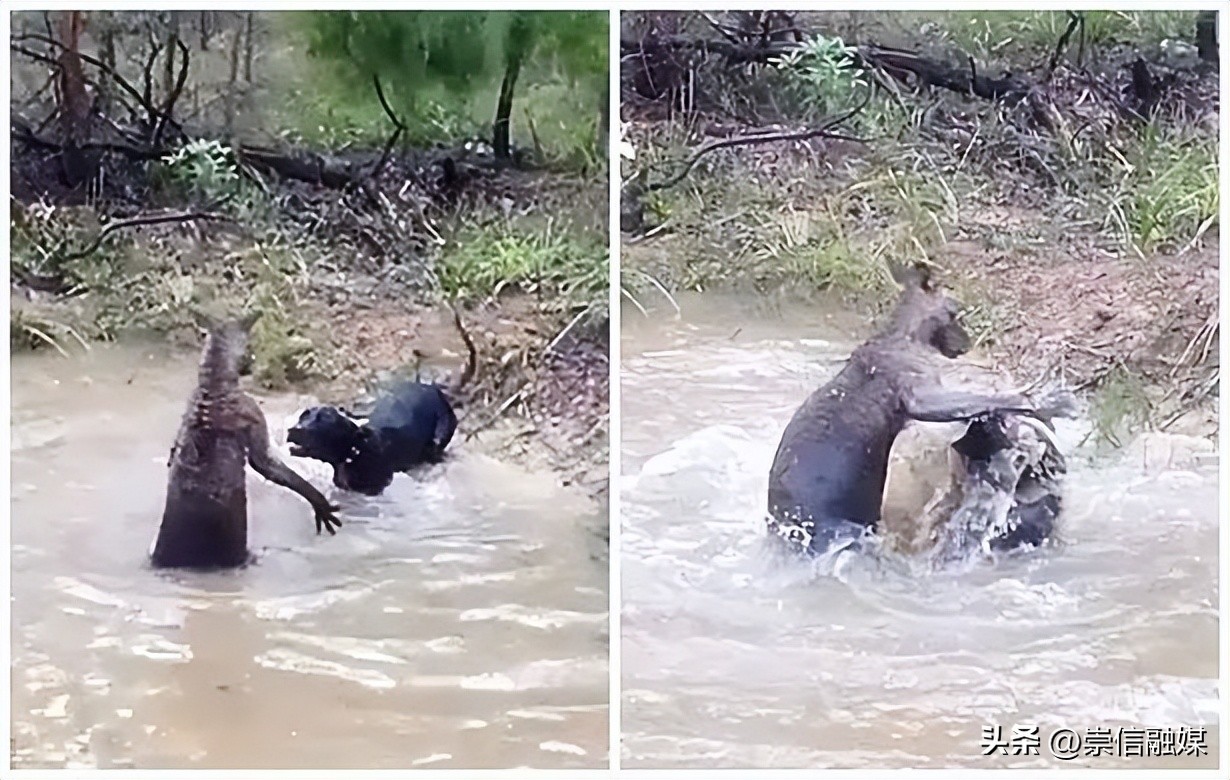 独行月球袋鼠踢沈腾露肚子片段,独行月球沈腾被袋鼠踢飞露肚子