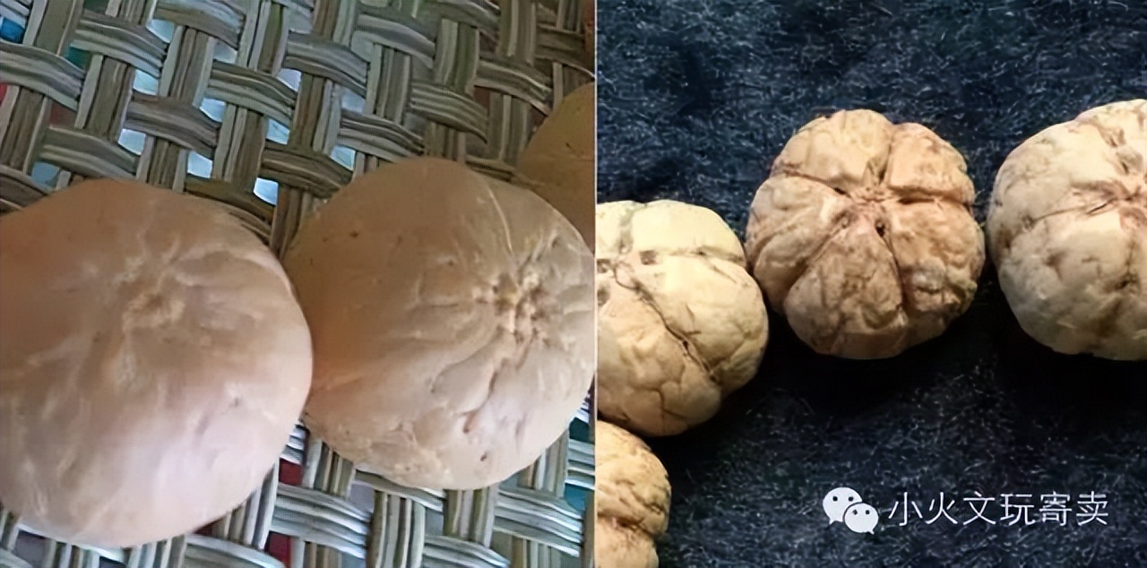 凤眼菩提2022,2023凤眼菩提