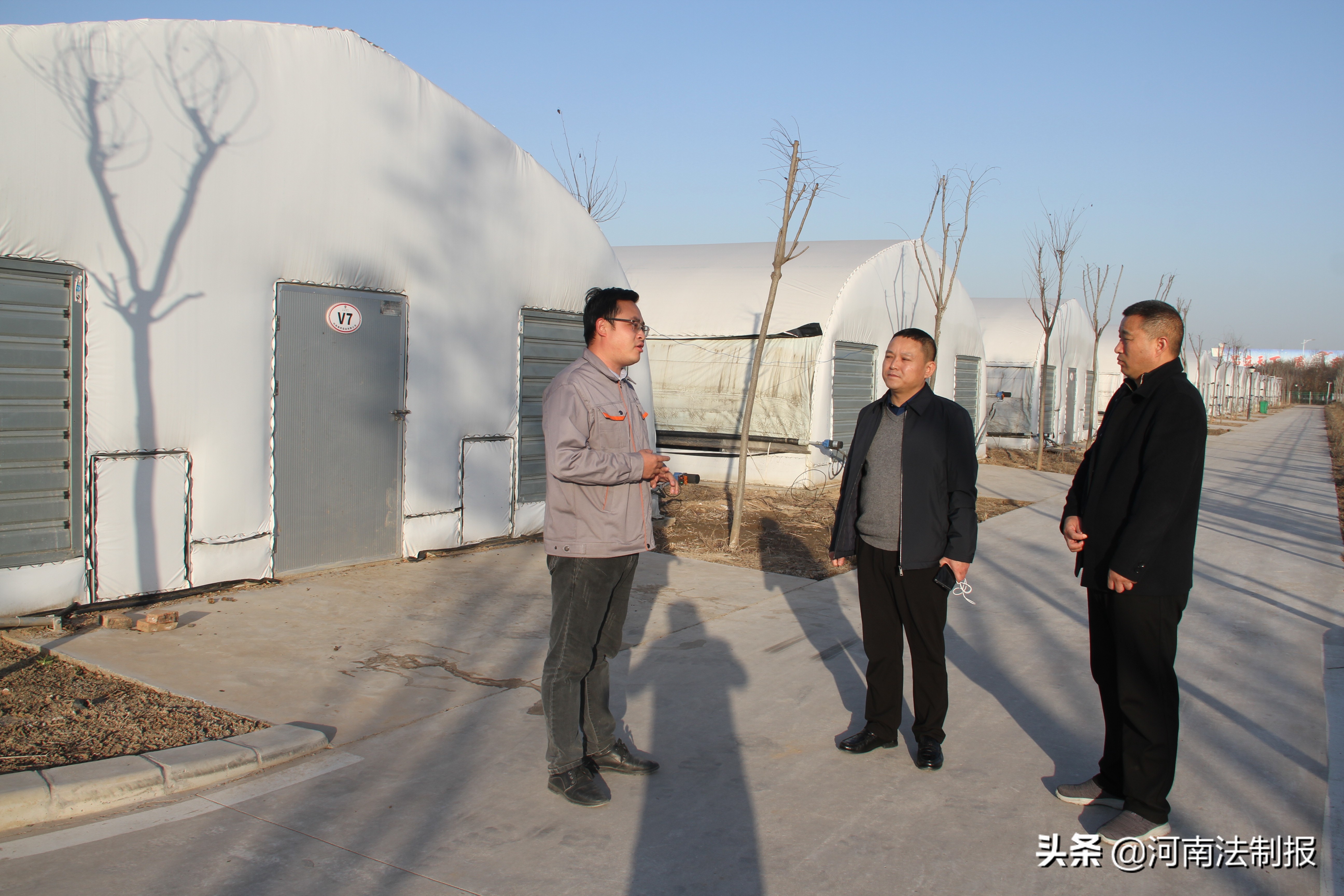 小香菇撑起百姓致富伞,小香菇撑农民致富伞