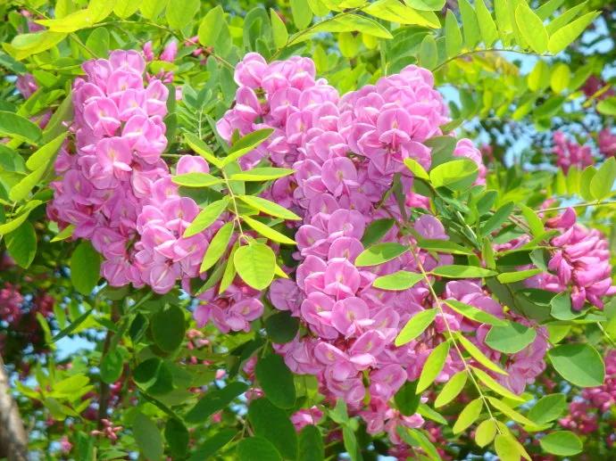 忆老家那棵洋槐树洋槐花盛开阵阵扑鼻香