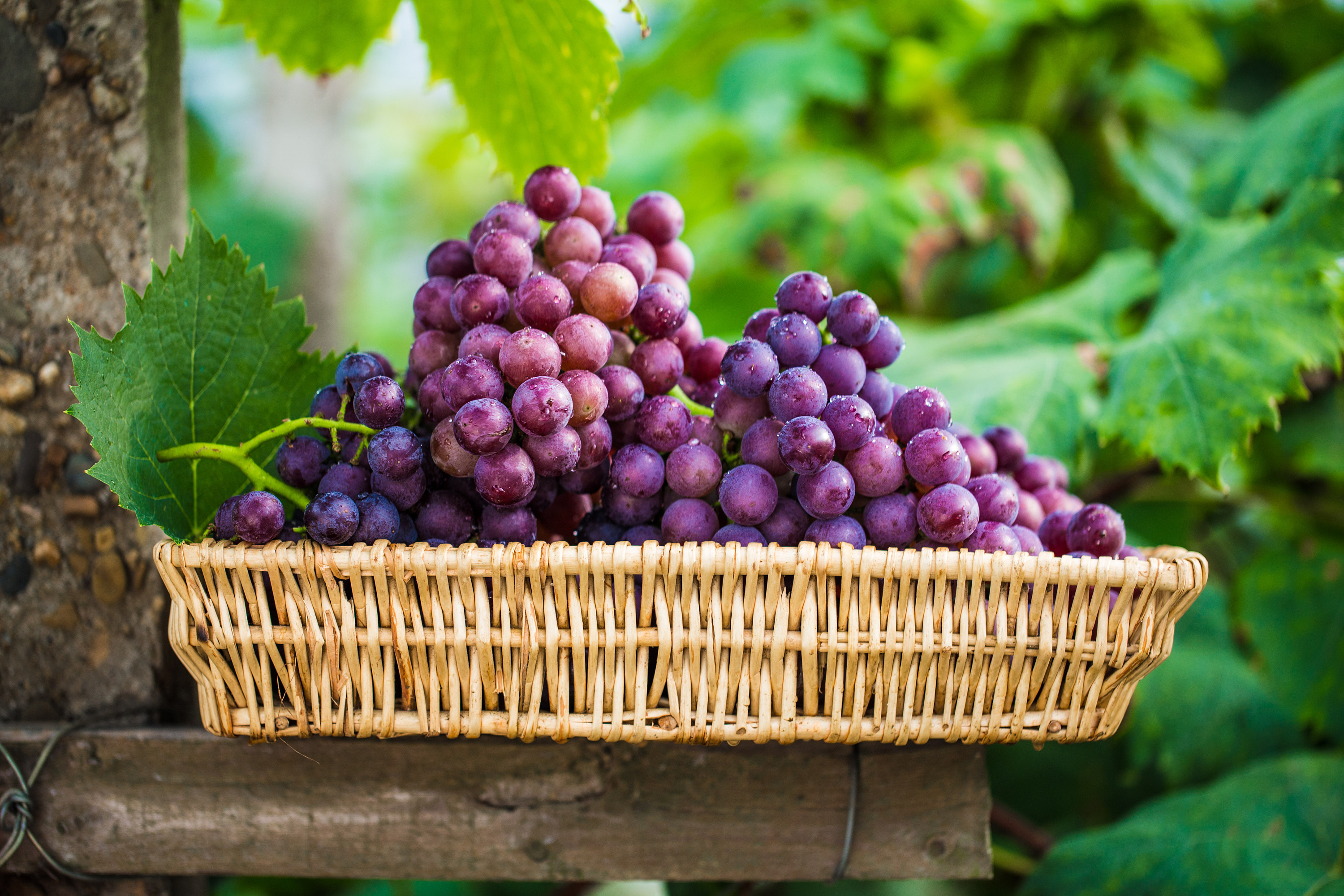 夏天吃哪些既清凉又健康水果,夏天到了这4种水果可多吃消暑