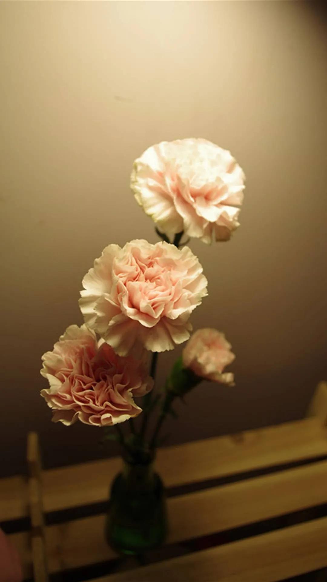 康乃馨花束壁纸,康乃馨壁纸手机超清全面屏