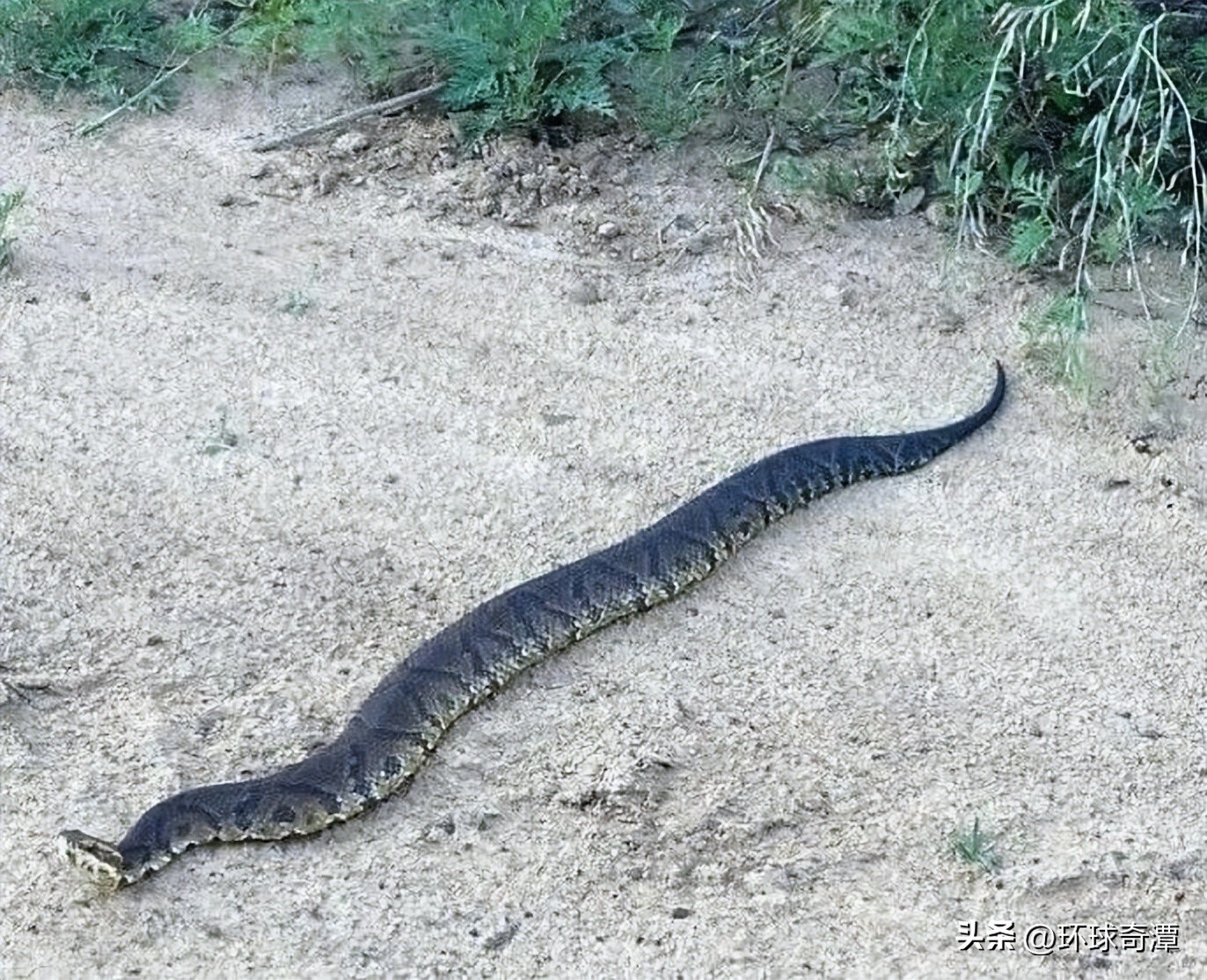 自然界中的庞然大物,自然界奇形怪状的东西