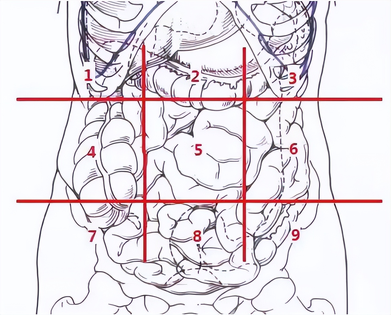 肚子痛可能是哪里痛视频,给你一张腹部地图