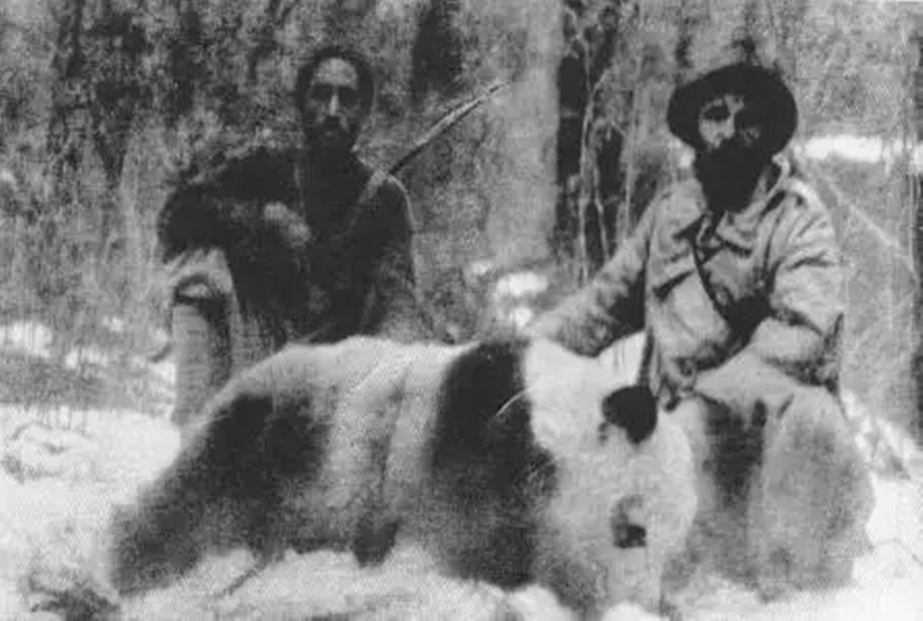 1937年大熊猫被外国人偷走,1939年被伦敦偷走的大熊猫