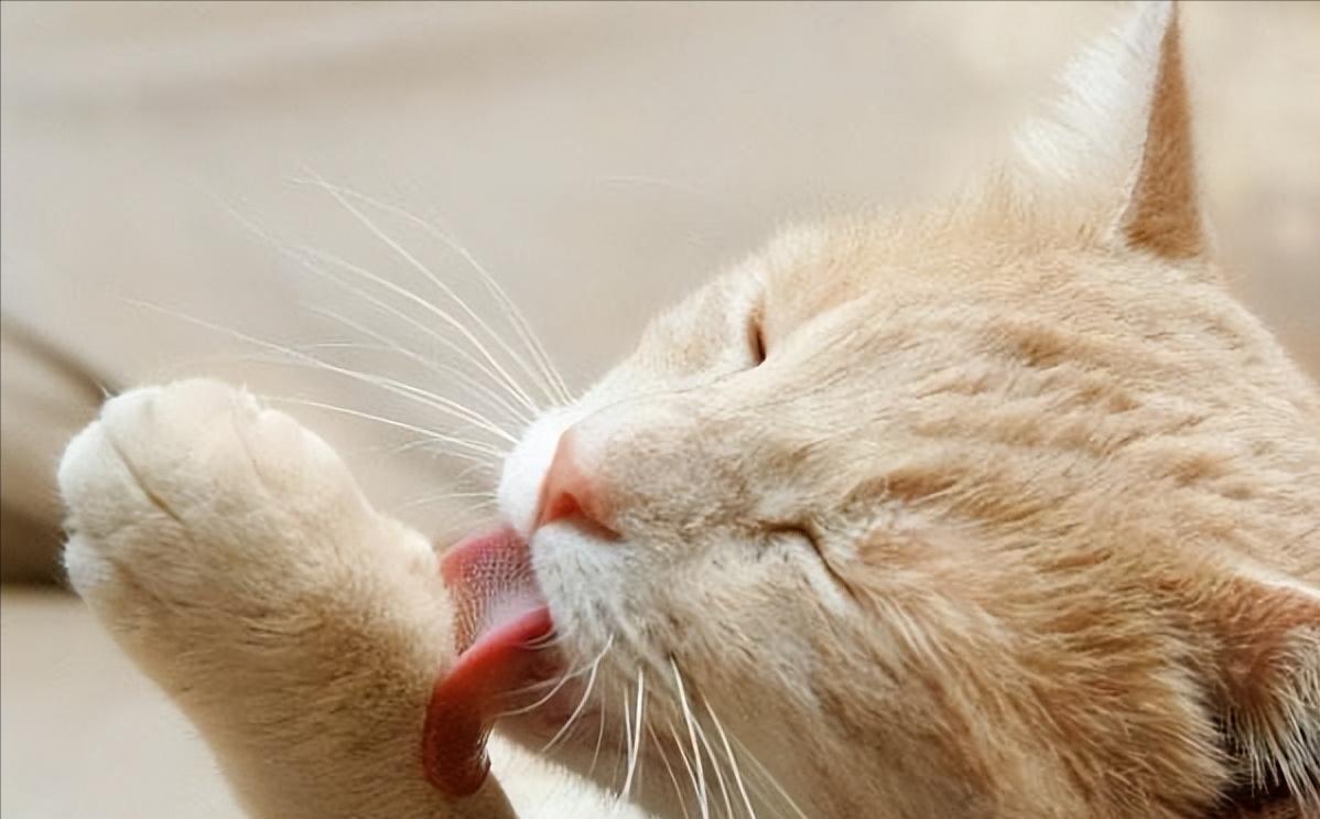 猫咪吃啥可以防止掉毛,猫咪掉毛很严重怎样解决