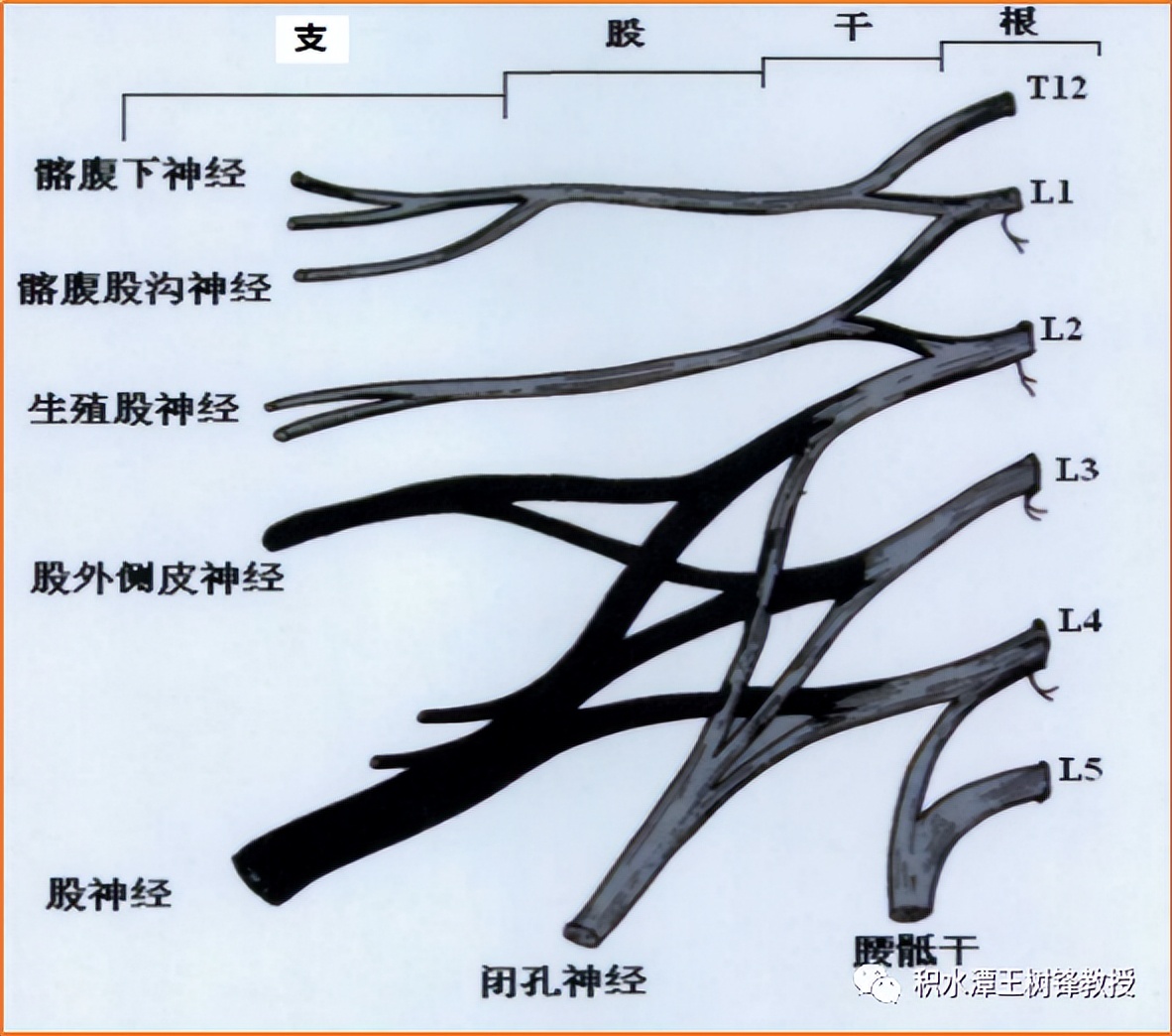 腰骶丛神经损伤,腰骶丛神经损伤最佳治疗方法