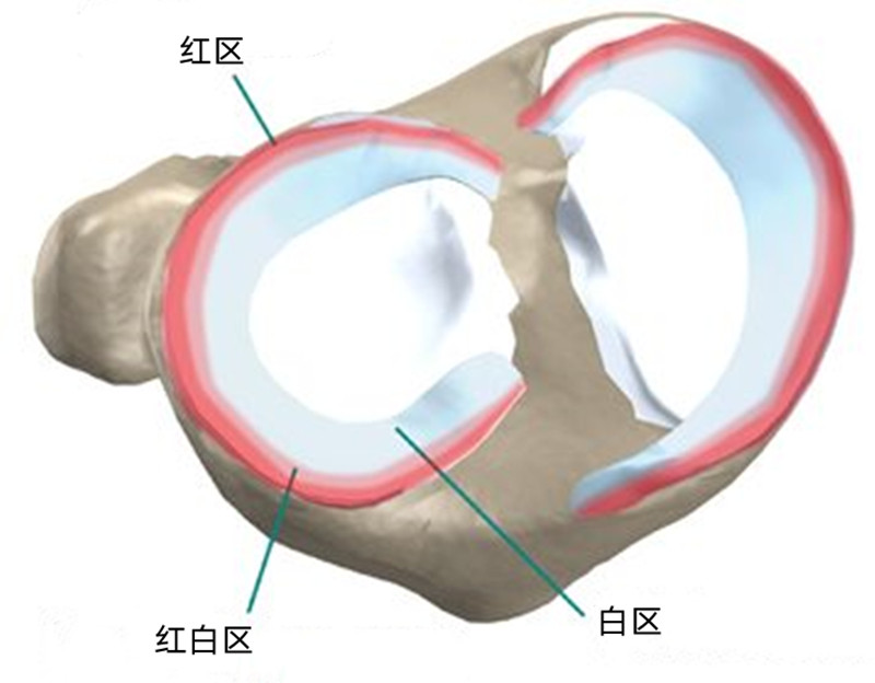 半月板撕裂应该缝合还是切除,半月板撕裂后是切除好还是缝合好