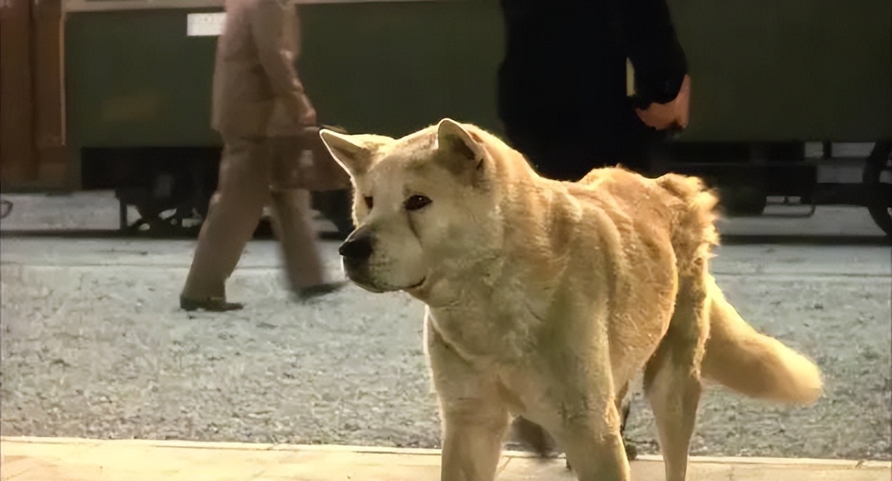 日版忠犬八公几个版本 (日本忠犬八公物语电影完整版)