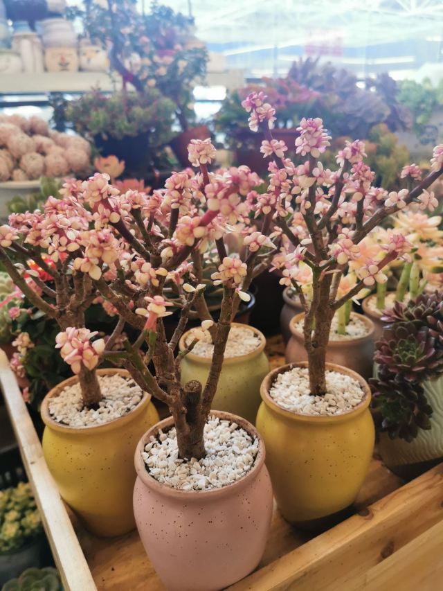 云南旅游攻略昆明旅游攻略,云南昆明旅游攻略