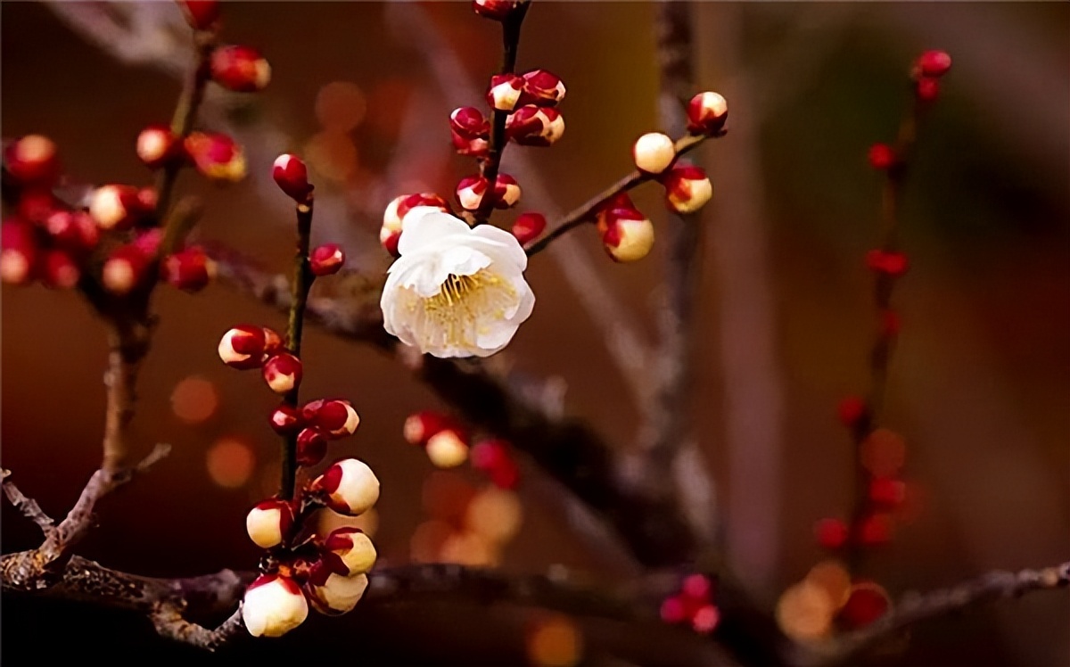 俗话说:“一年两个春,寡妇遍地分”,今年刚好双春,有道理吗?