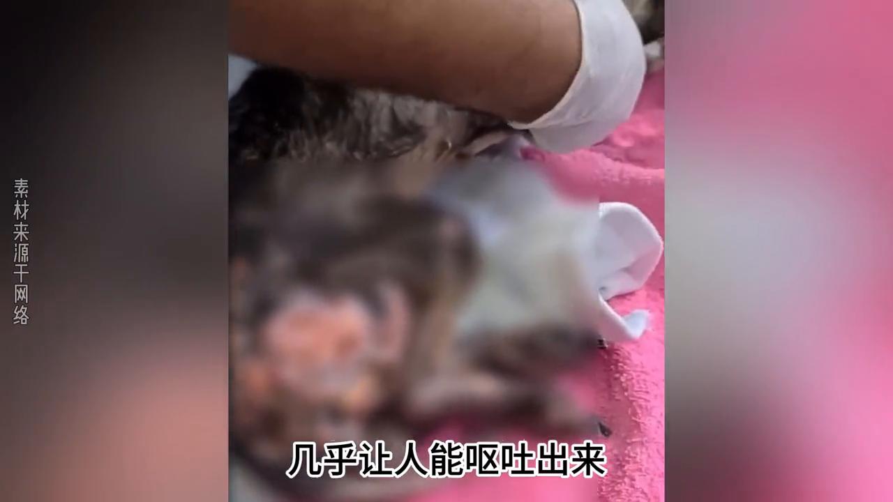 狗狗被主人打得死去活来,狗狗被主人打然后跳坑