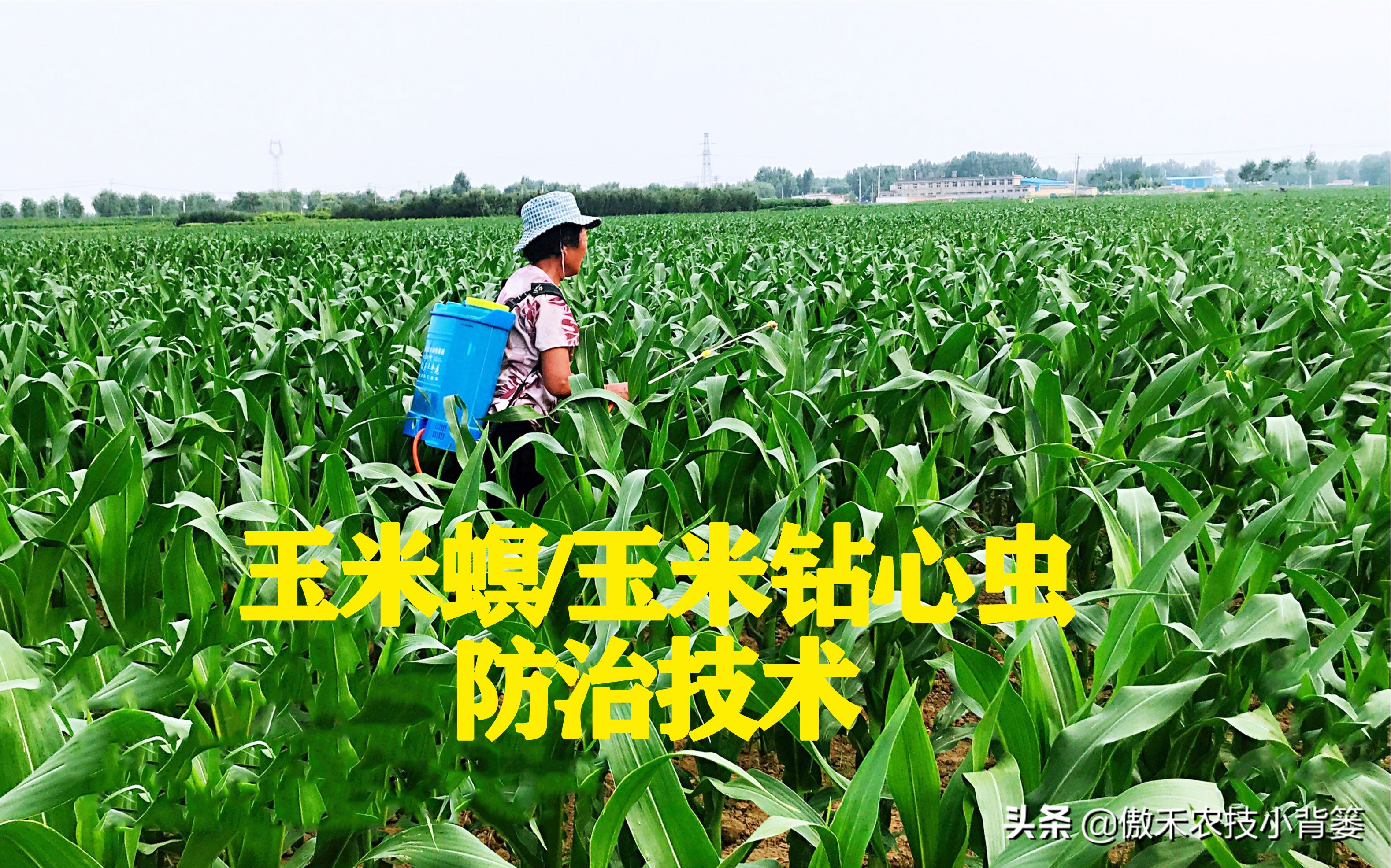 玉米螟虫药什么时候打,防玉米螟什么时间打药合适