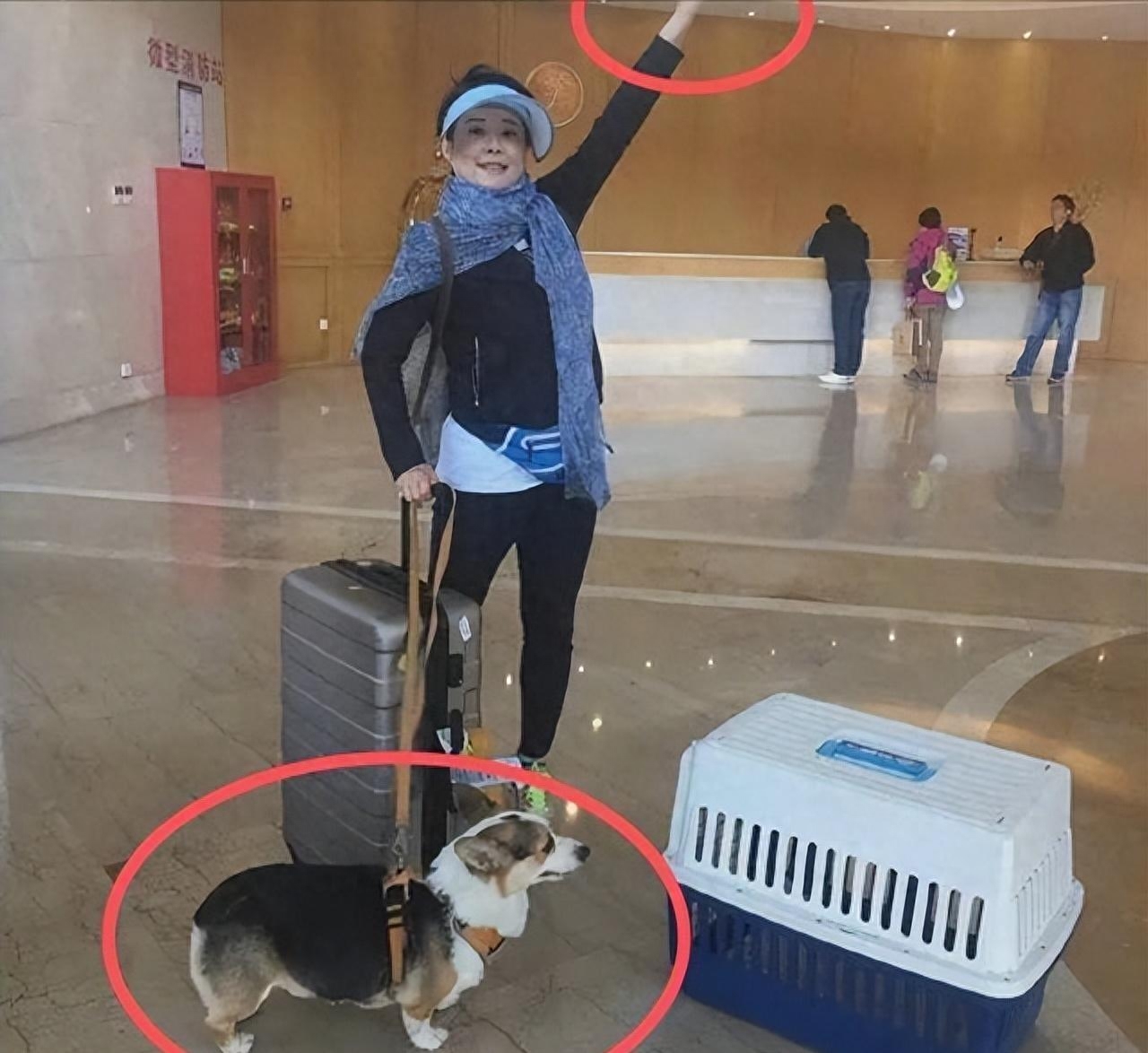 袁立偷狗搞笑视频,袁立讲偷狗的视频