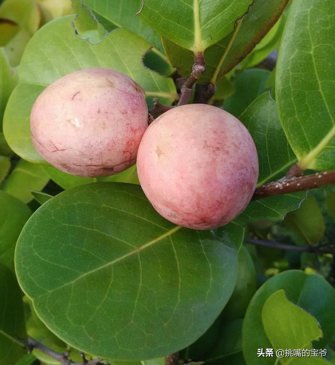 巴巴多斯中国人,巴巴多斯人在中国