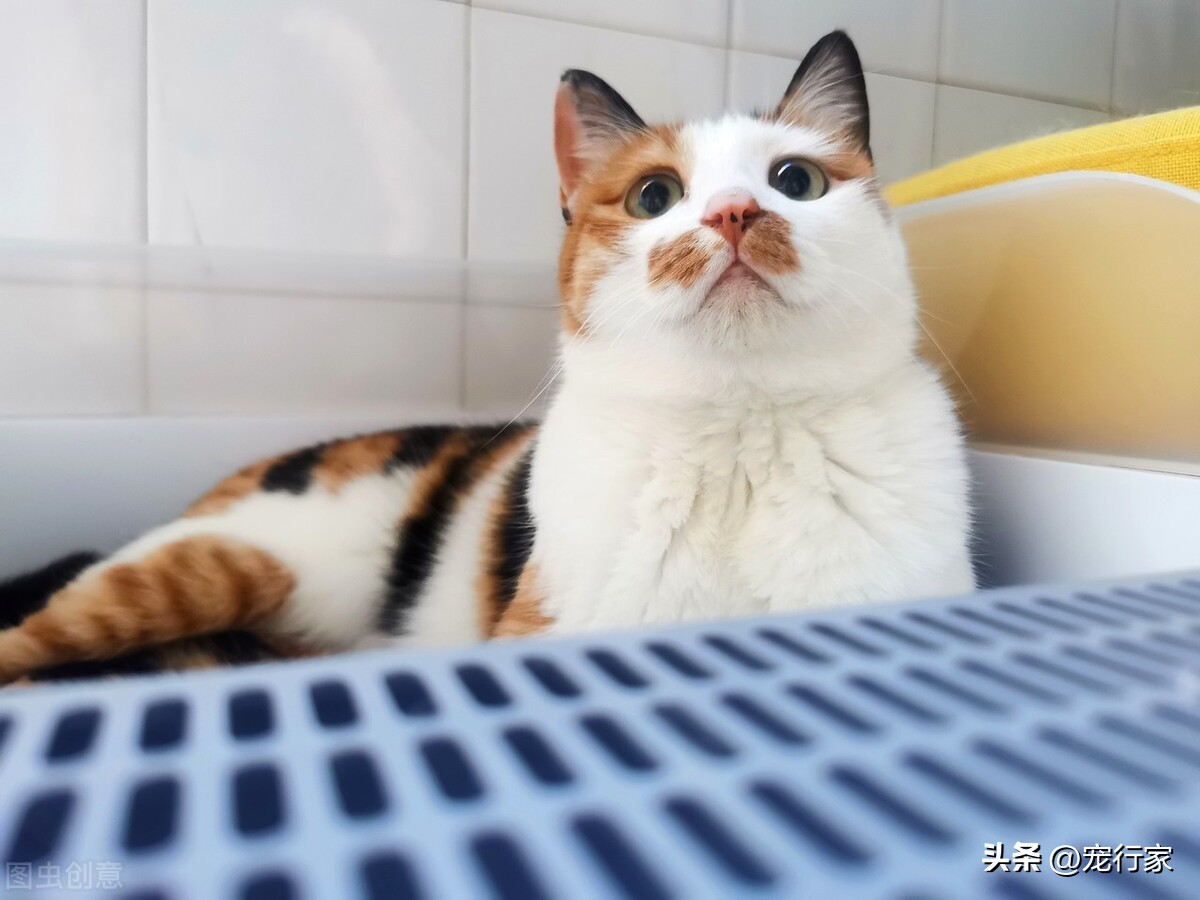 自动猫砂盆怎么去除异味,猫砂盆臭怎么解决