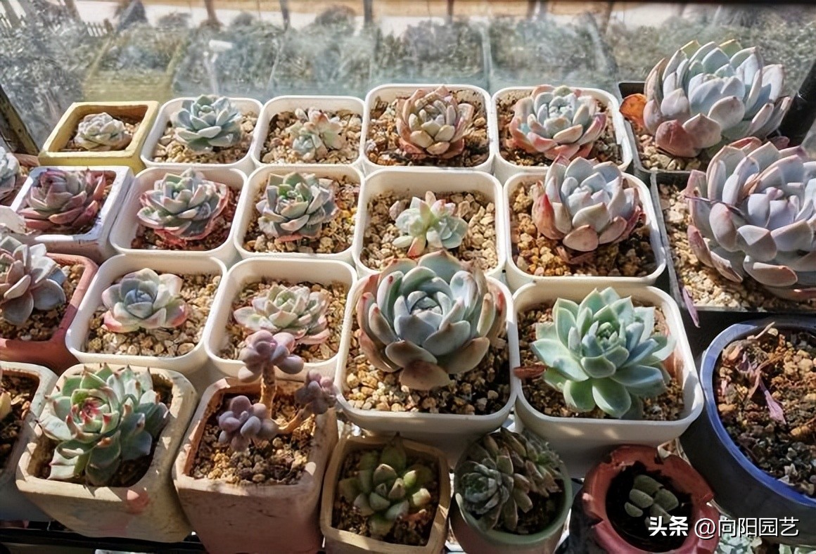 卖多肉的未必会养多肉，主播只负责售卖，管售卖，不管死活