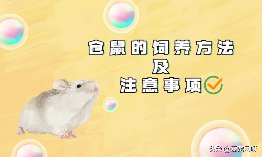 饲养仓鼠对人体有哪些危害,饲养仓鼠一般温度在多少度