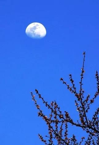 水边桃花月亮唯美图片,月亮竹影唯美图片