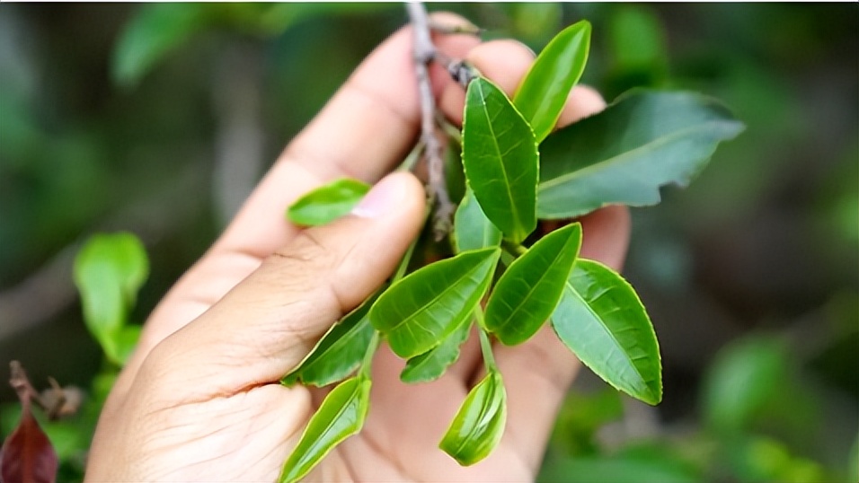 2023年古树春茶价格表,如何鉴别一款茶是古树纯料