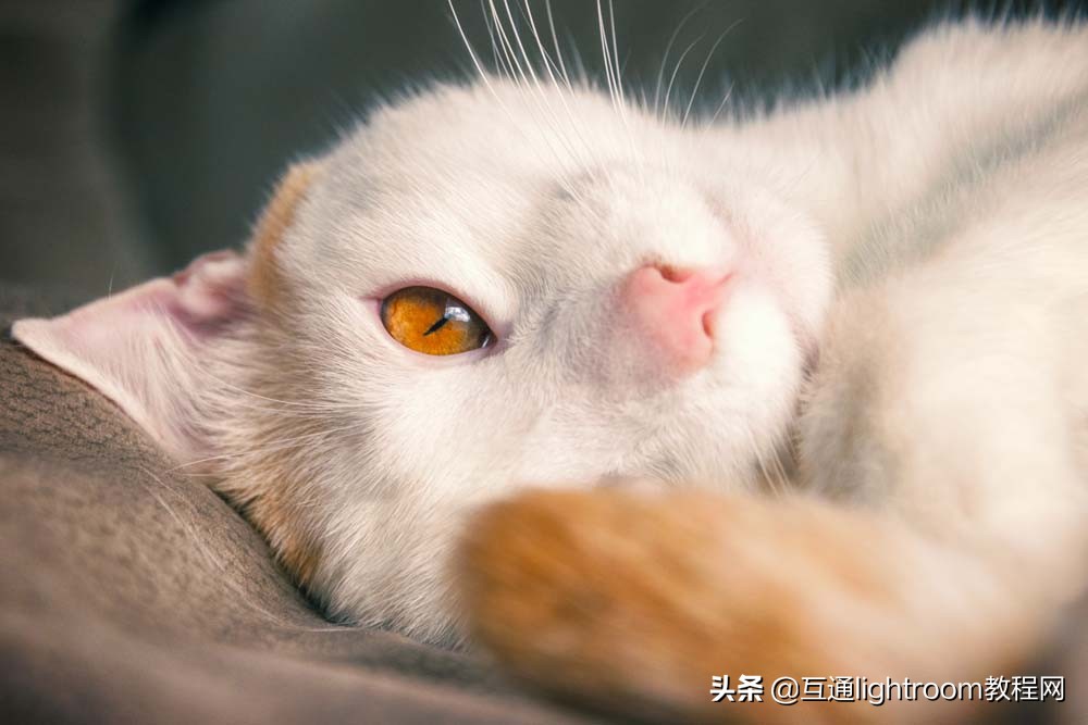 如何给猫主子拍出好看的照片,家里的猫怎么拍有意思