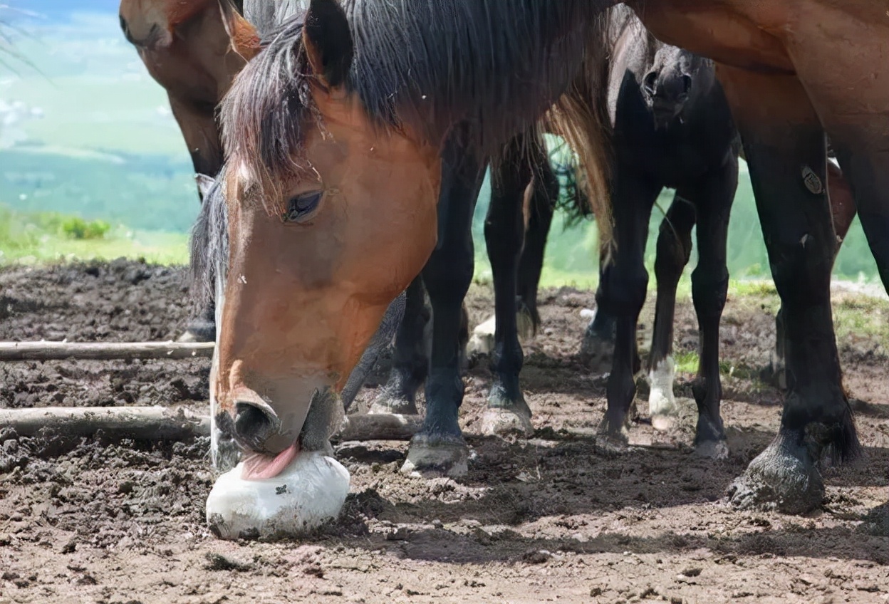 高血压吃盐多的危害,盐吃多了身体有什么危害