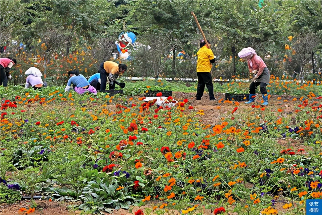 广州百万葵园葵花的花期,广州百万葵园五月份有什么花看