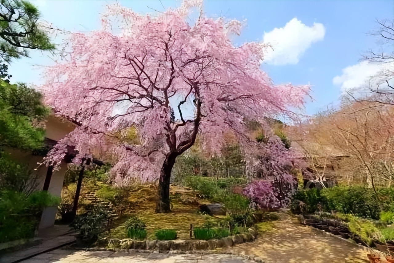 电力类大学,重庆电力类大学