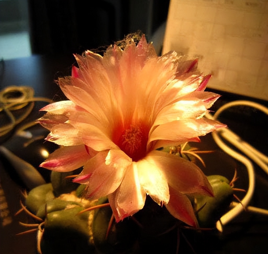 美丽/奇异花草欣赏系列——各种仙人球之象牙丸