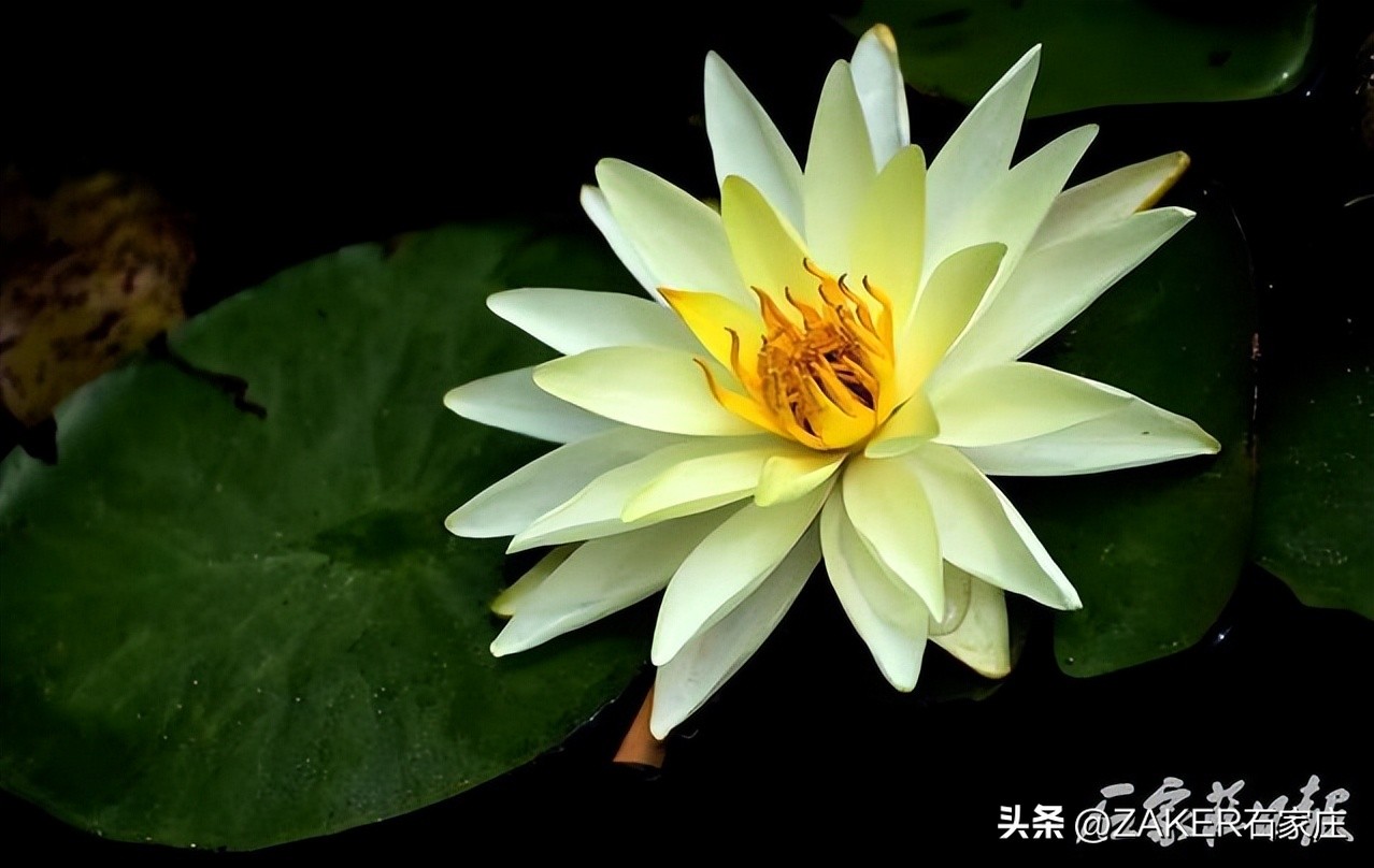 荷花绽放美如画夏日赏荷正当时,入夏荷花香赏荷正当时