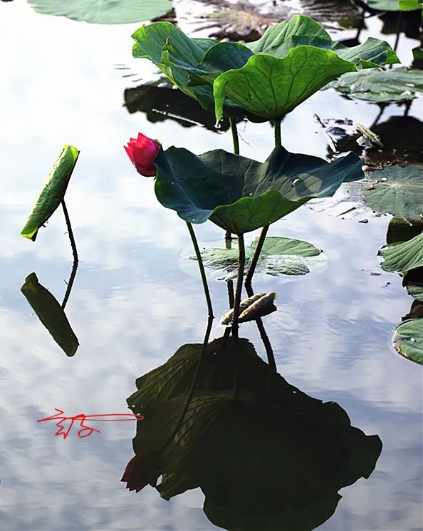 淮阳荷花节什么时间最好看,淮阳看荷花节开幕