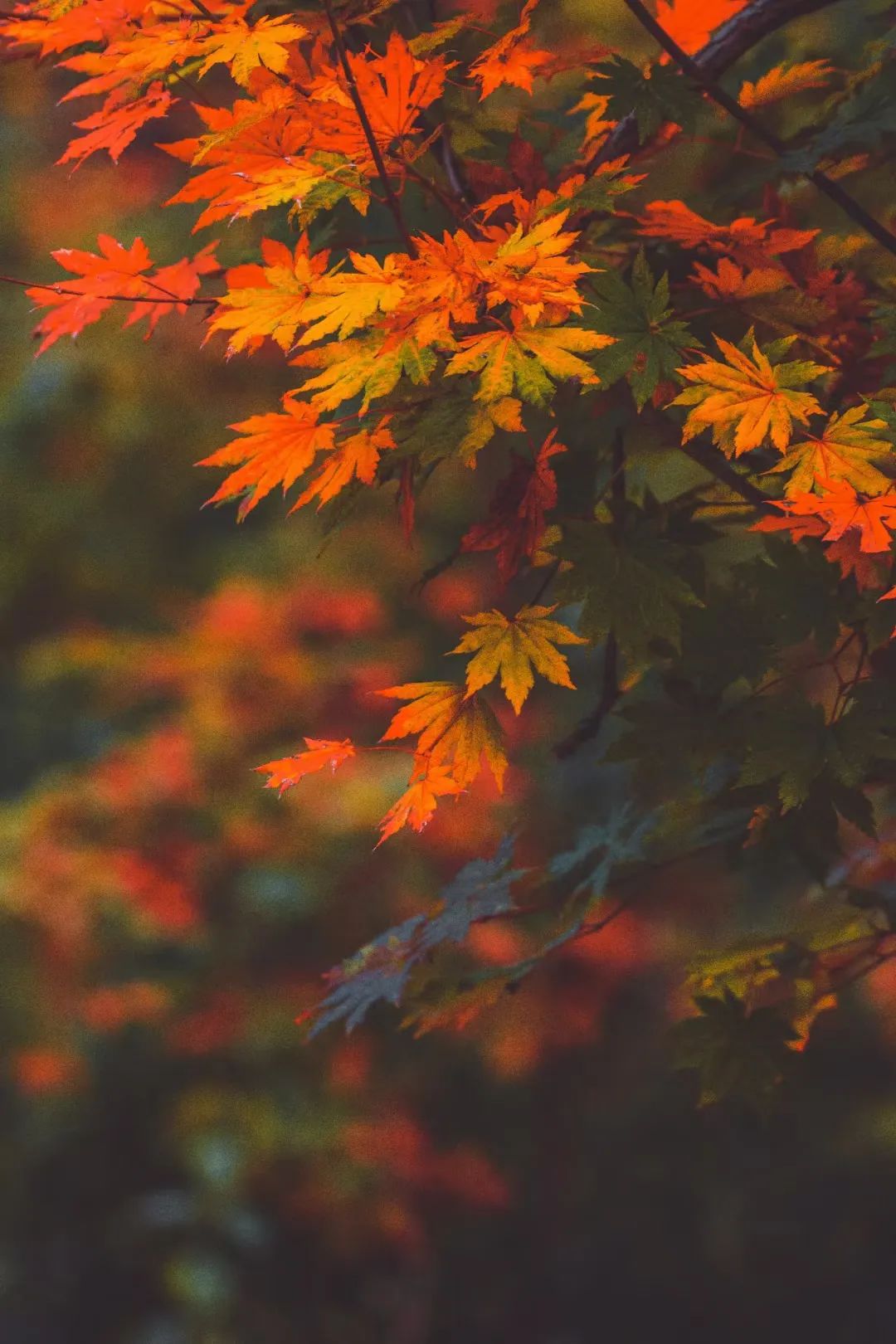 初秋的济南九如山风景秀丽美如画,济南九如山金秋十月