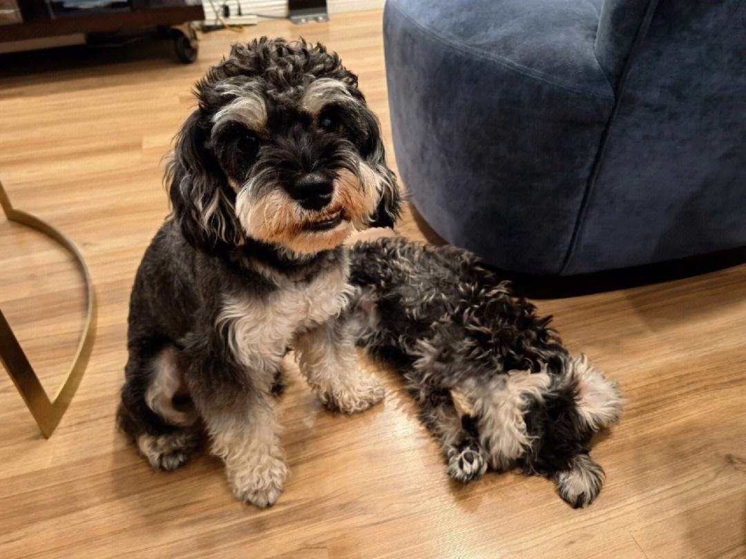 雪纳瑞断尾有什么好处,养雪纳瑞犬的好处和坏处