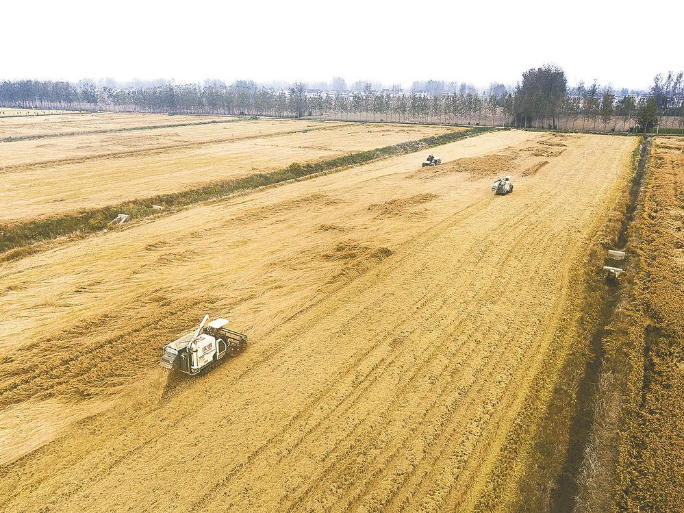 江苏滨海：乡村“农保姆”致富“连心桥”