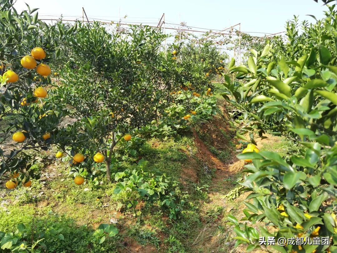 摘草莓橘子的地方推荐,附近摘橘子的地方推荐