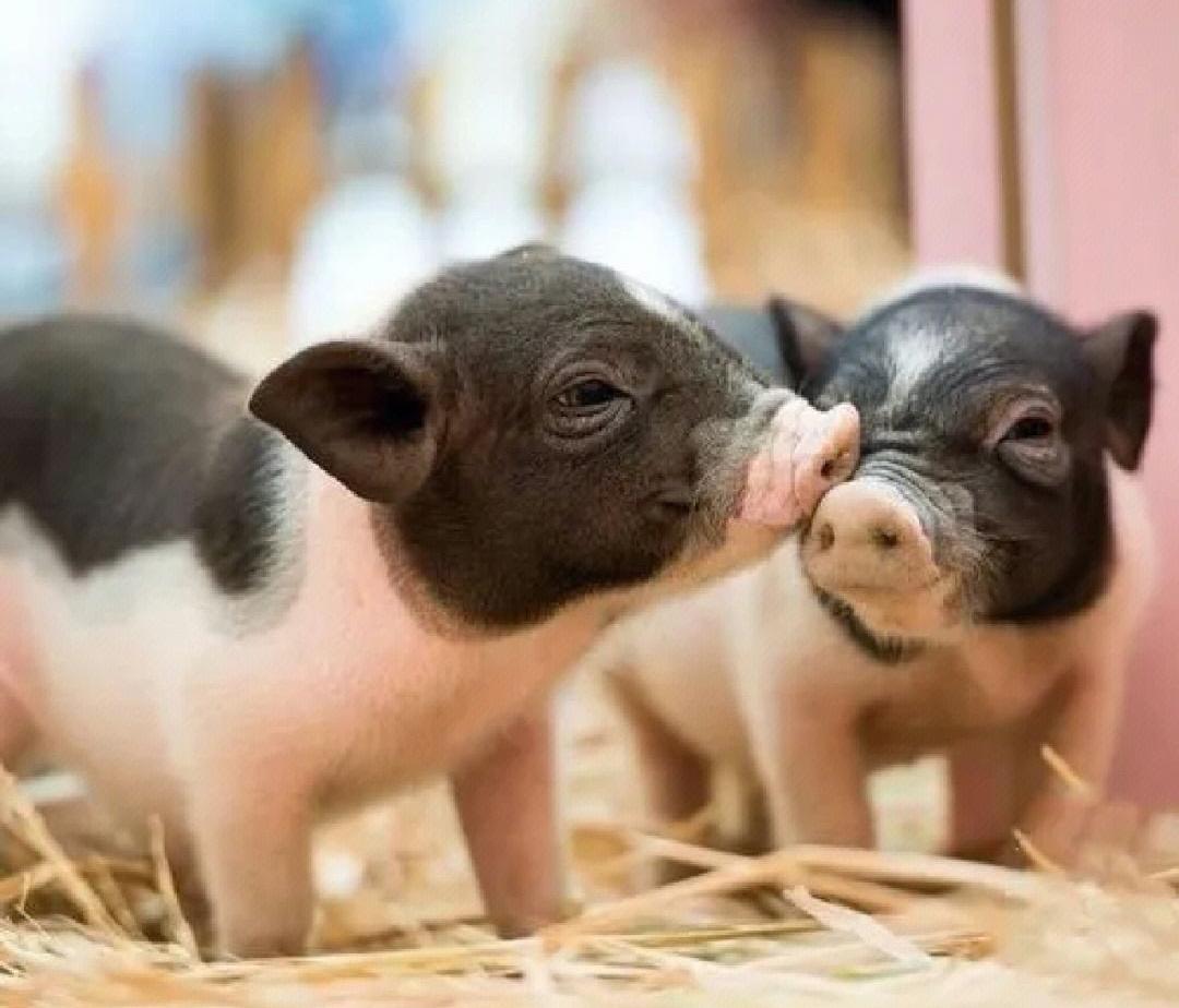 第八届潮玩,潮玩最火产品