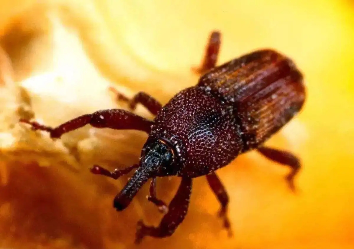 为什么别的食品也会出现米象,米象是如何感知到家里的食物的