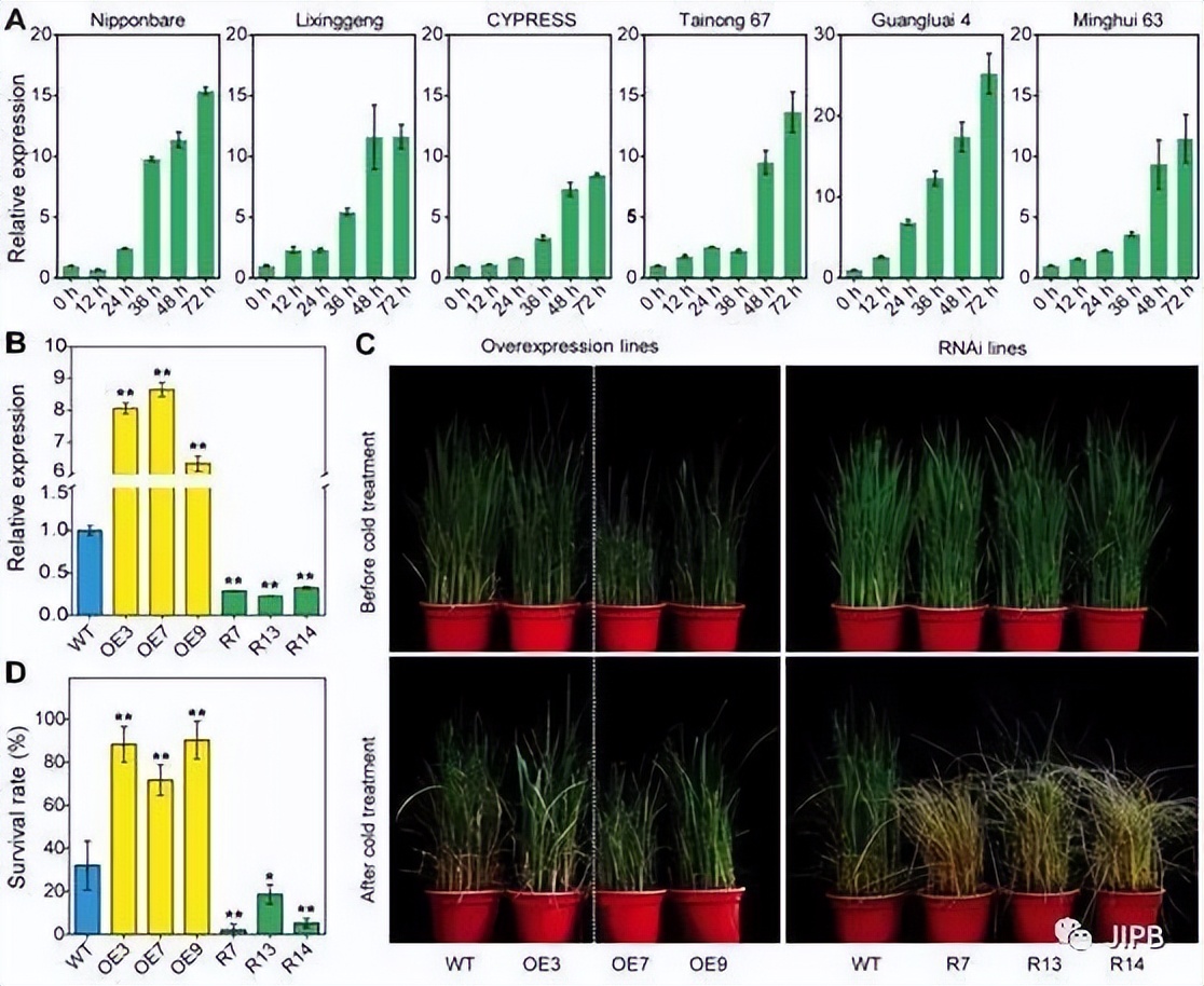 现代农业研究：水稻重金属P型ATP酶OsHMA6可能是铜外排蛋白