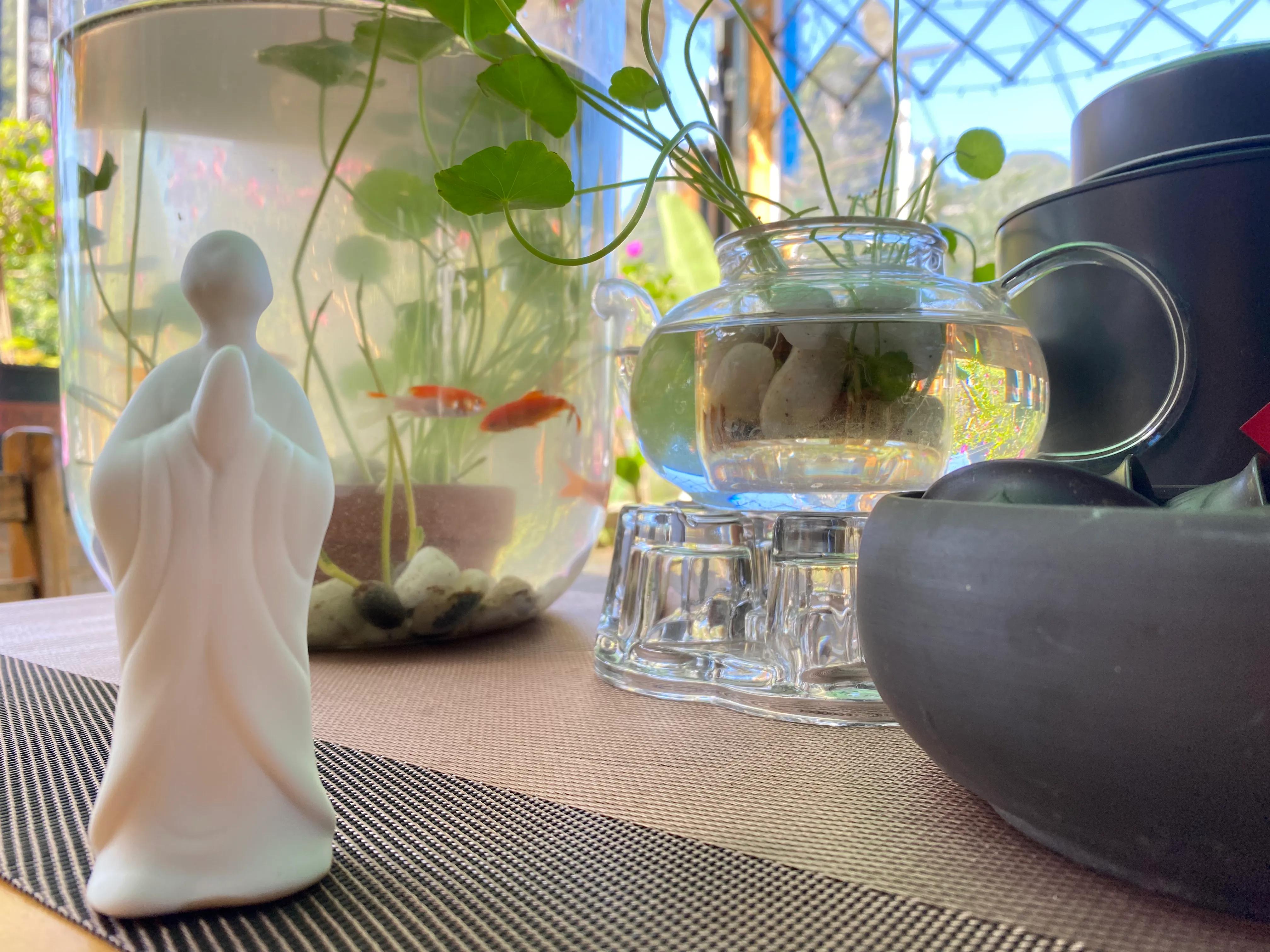 鱼池养金鱼的技巧和方法,小鱼缸养草金鱼的技巧和方法