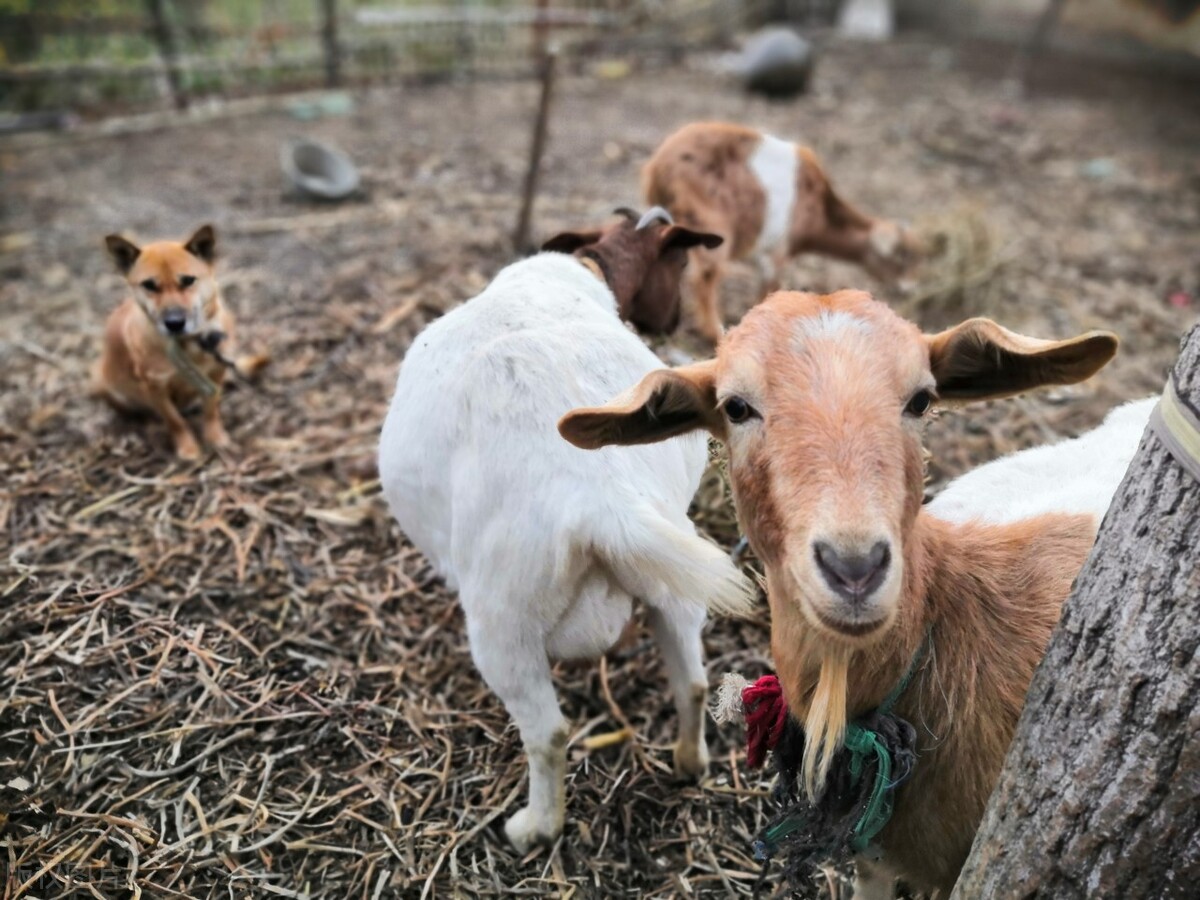 俗语宅子出现三喜家中能人辈出,俗话说门前有三树家兴人也旺