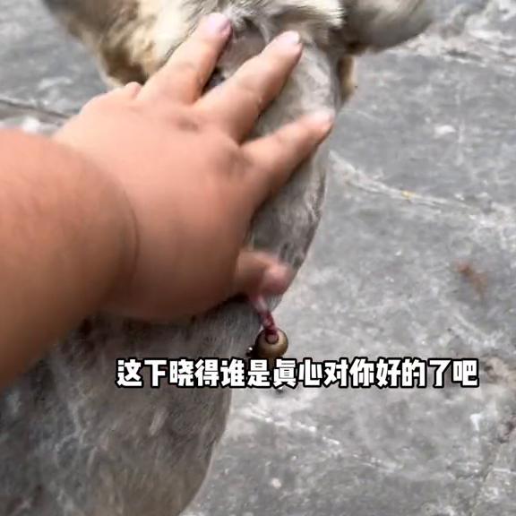 平静的小山村因为汤圆的大姨妈变得躁动……#狗狗大姨妈