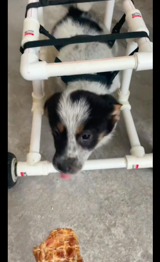 天生没有前腿的狗狗,天生没有前腿的狗