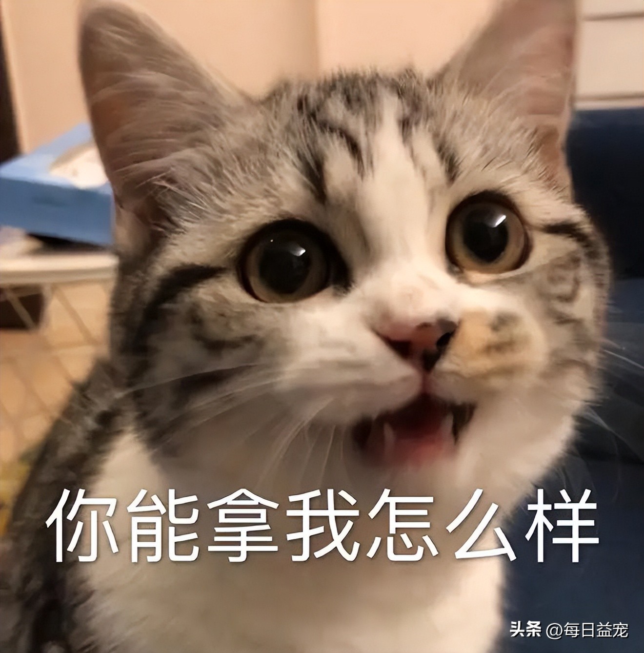 世界杯火了的猫,足球世界杯猫