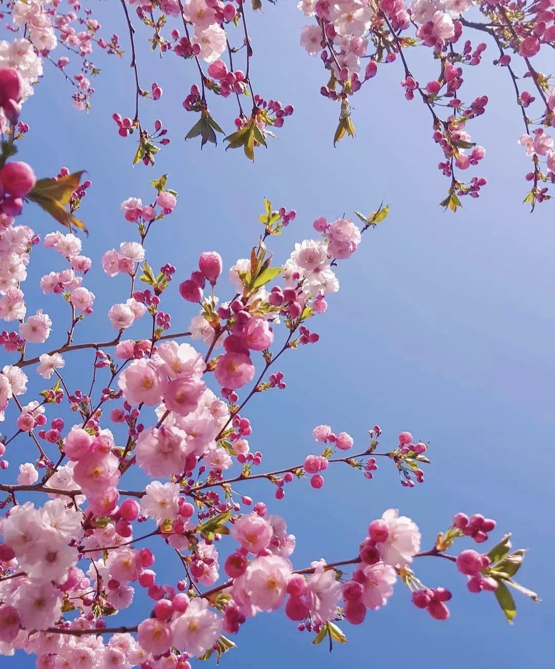 【美哉第一山】携一缕春风，把校园美景与你分享