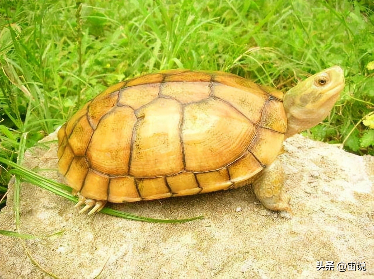 金钱龟习性是群居还是单居,人工养殖金钱龟是保护动物吗