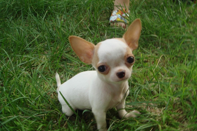 吉娃娃一直抽搐痉挛,吉娃娃晚上突然惨叫抽搐什么原因