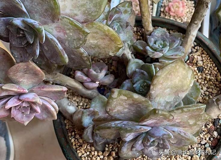 多肉丢在土里就行了吗,多肉遗弃大棚