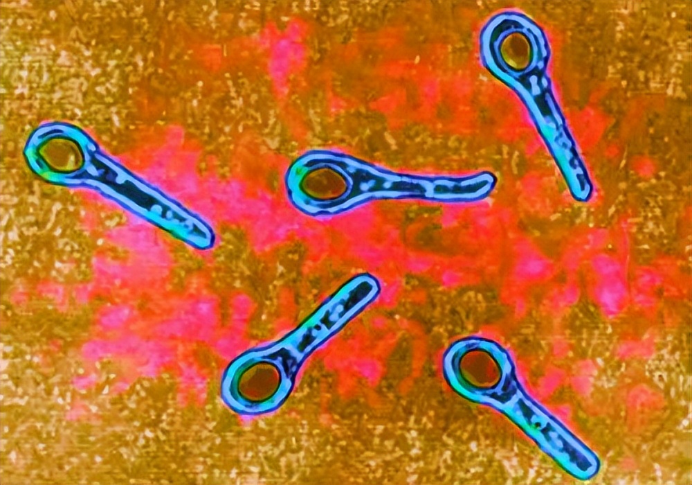 甲硝唑能医治什么病,甲硝唑便宜又实用都能搞定哪些病